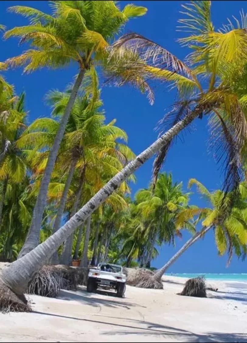 Praia deserta do litoral norte de Alagoas com coqueiros inclinados sobre a areia branca
